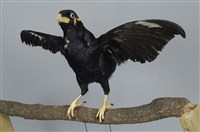 藏品(九官)的圖片